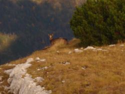 2013-10-08_Guffert (152).JPG